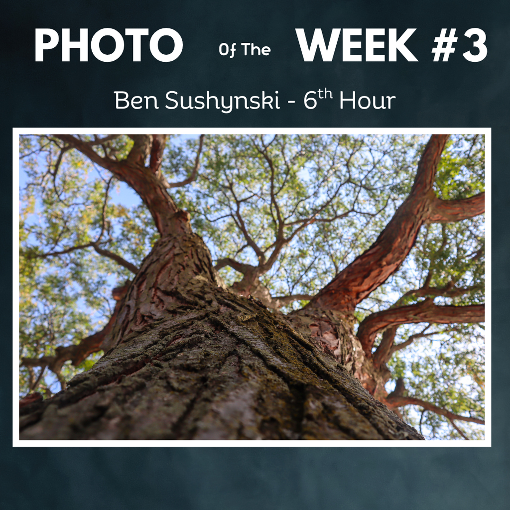 Close up of tree looking up photo of week ben sushunski