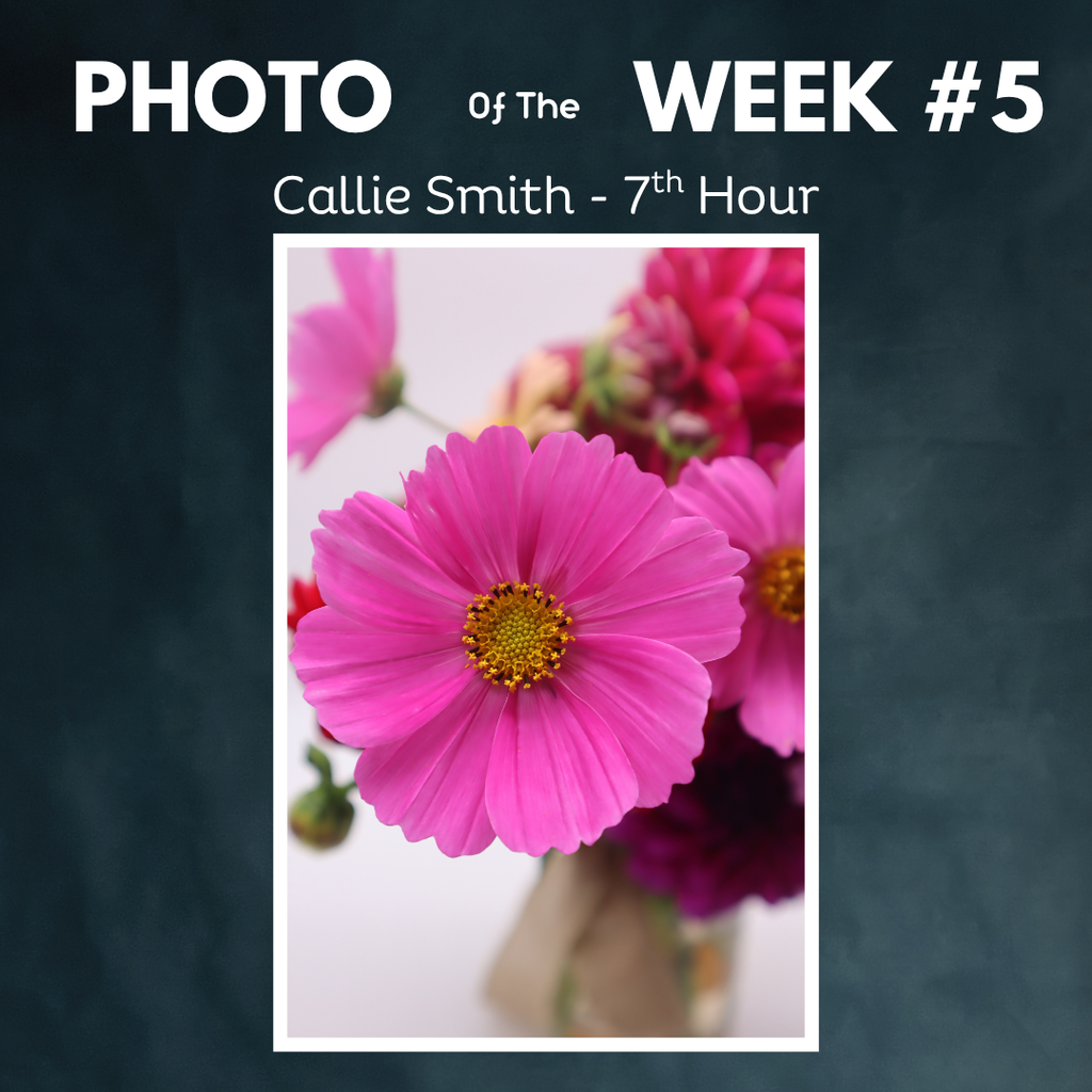 photo of the week c smith