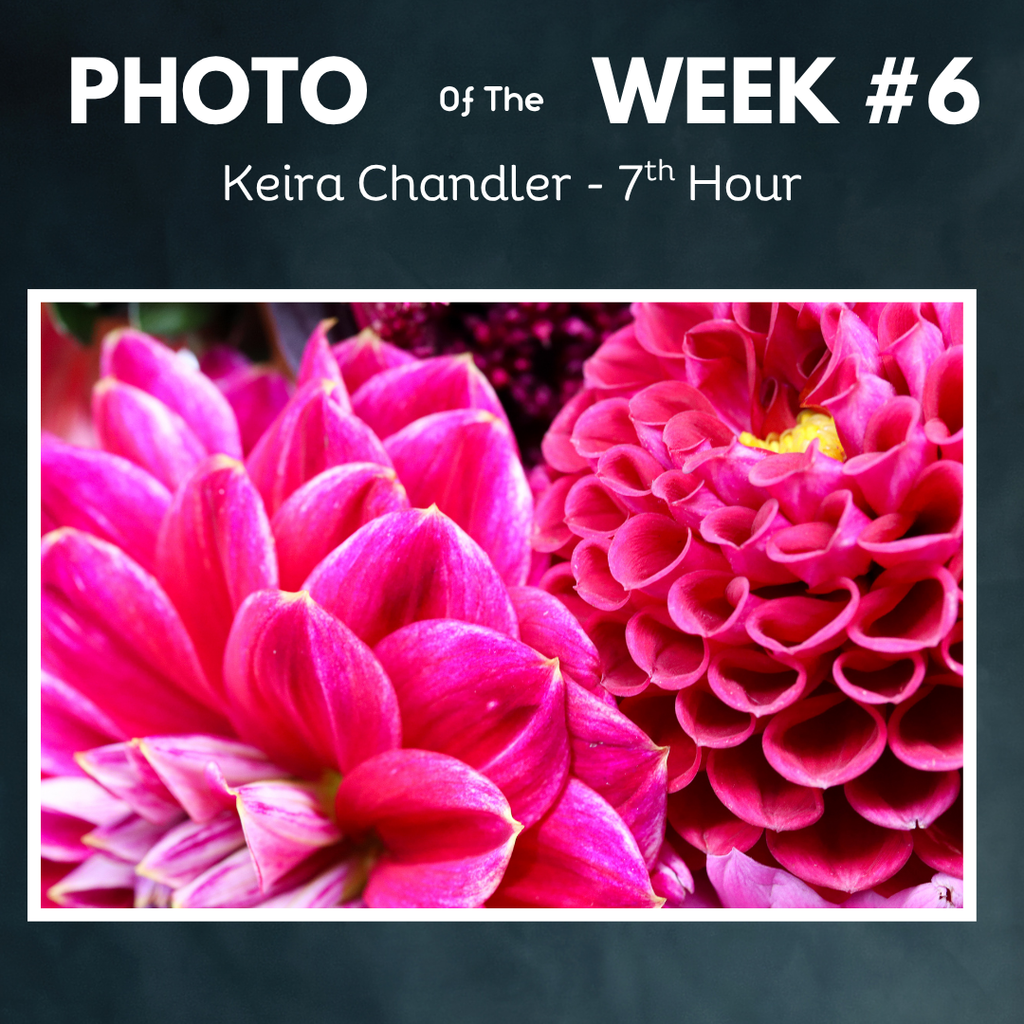 Flowers pink photo of the week Keira chandler