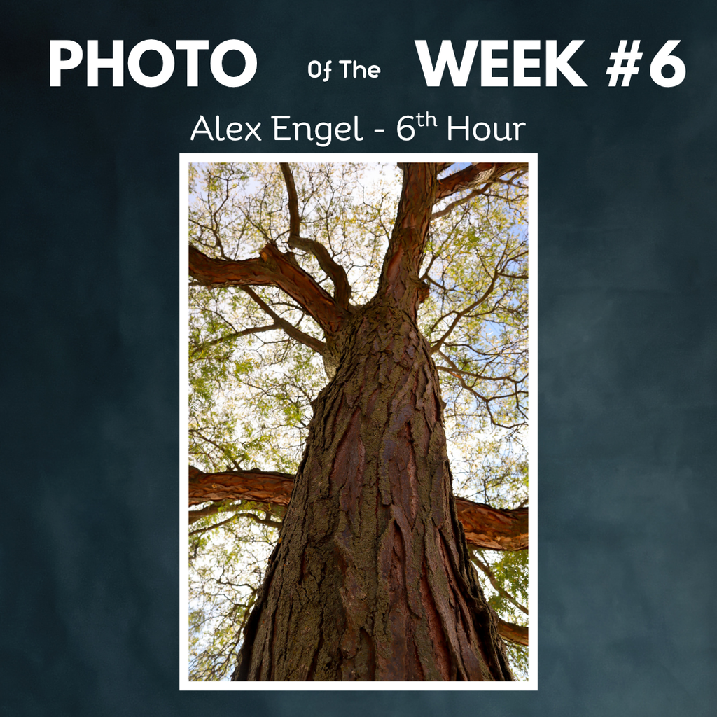 Tree looking up Alex engel photo of the week