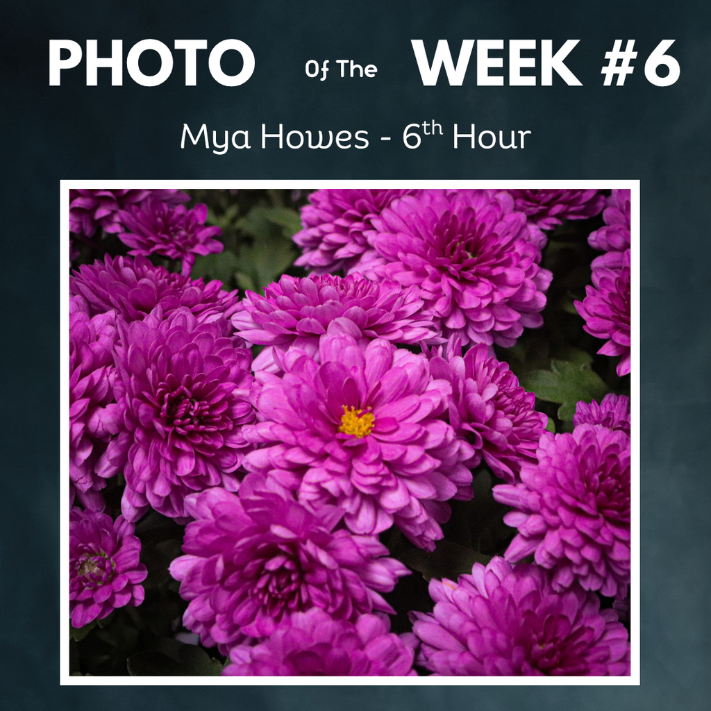 pink flowers photo of the week mya howes