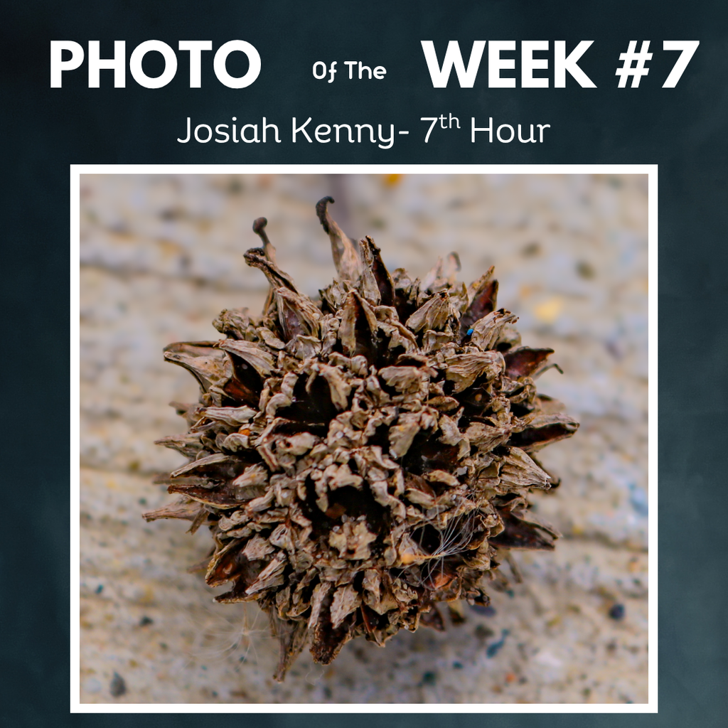 dried flower on cement - photo of the week josiah kenny
