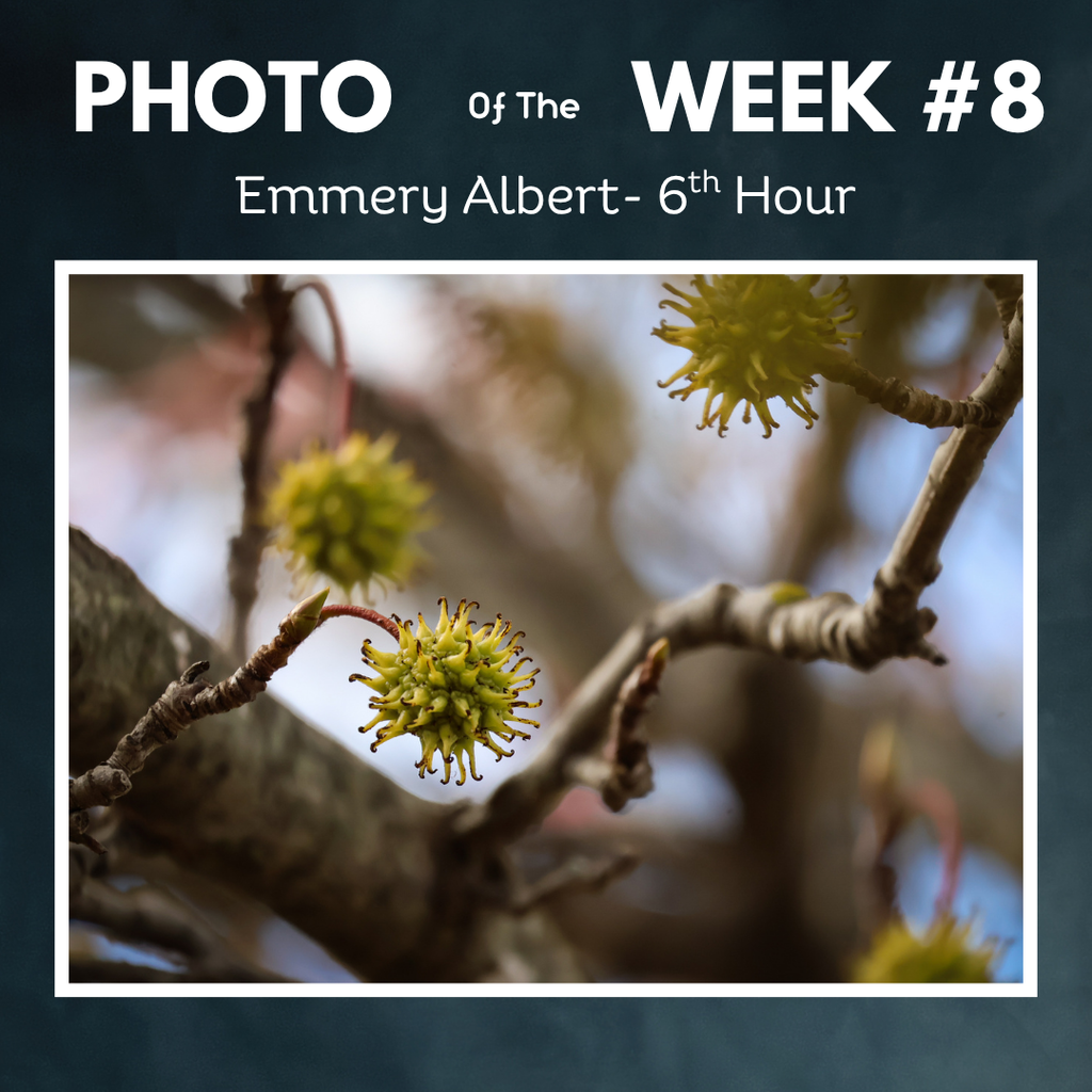 Photo of the week winner Emmery branches with seeds