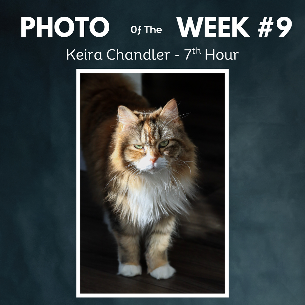 photo of the week cat in shadows.