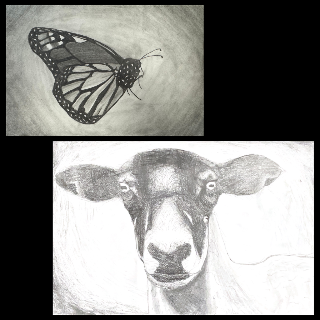 Animal Grid Drawings