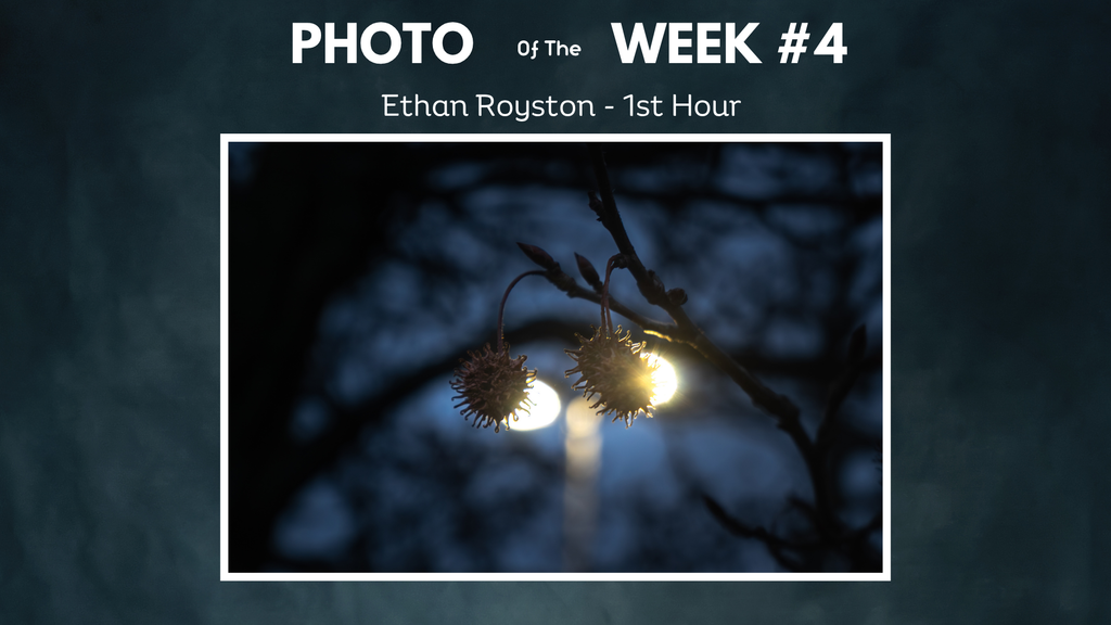 dark night seed pods on branch with light photo of the week ethan royston