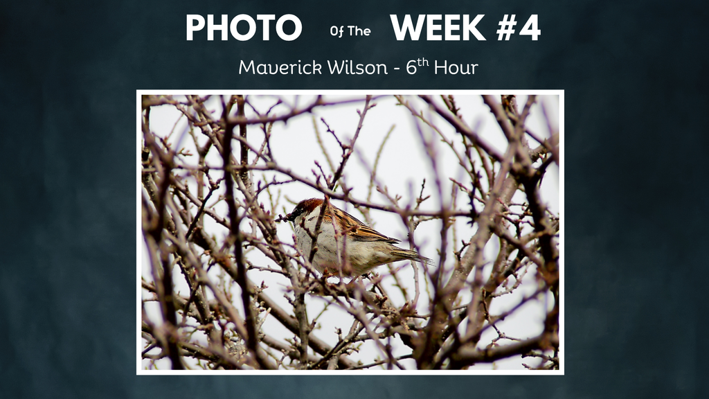 brown bird in tree with lots of branches maverick wilson photo of the week  