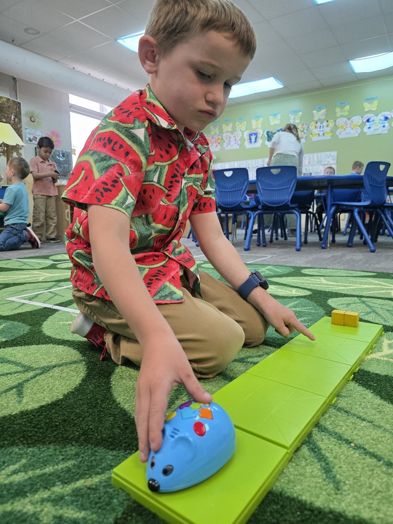 A student is pushing buttons on a programmable coding mouse.  It is on green squares connected together.  The student is ointing to one of the squares with his other hand.  There is a yellow block at the other end of the connected squares, opposite the mouse.