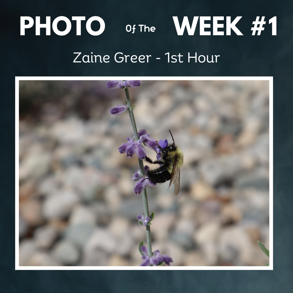 A graphic titled "Photo of the Week #1" featuring a photo by student Zaine Greer of a bumblebee gathering nectar from a purple flower on a blurred gravel background.