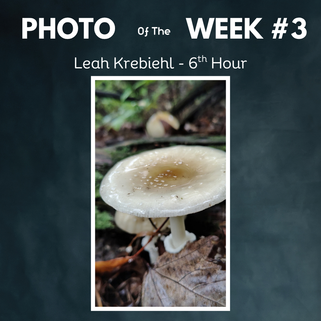 Graphic labeled "PHOTO OF THE WEEK #3" featuring a photograph by Leah Krebiehl (6th Hour) showing a close-up, top-down view of a light tan mushroom growing among damp fallen leaves outdoors.