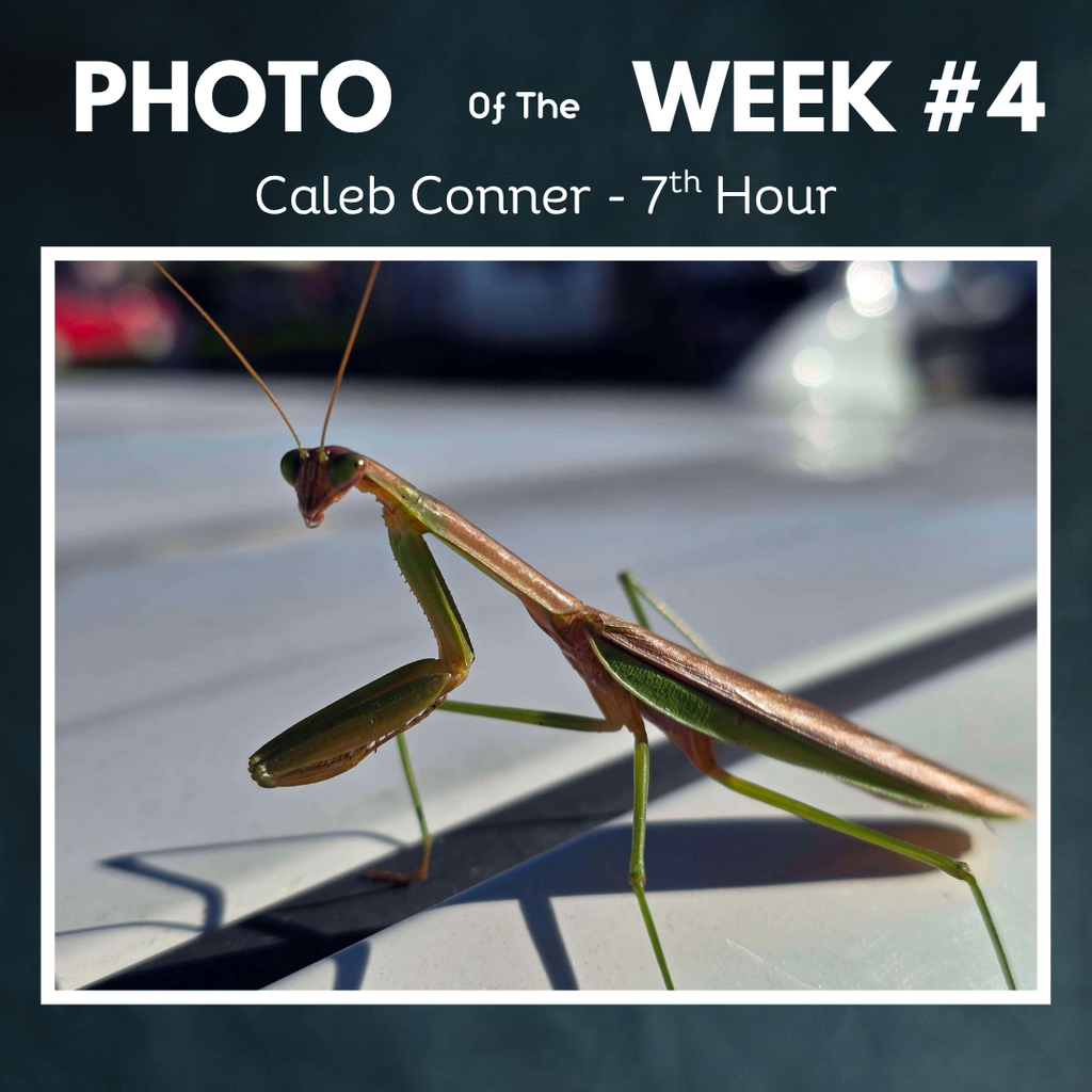 photo of week 4 praying mantis