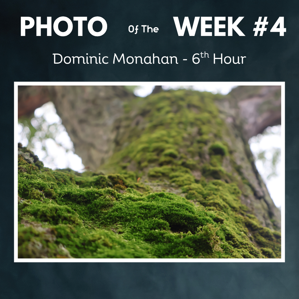 photo of week 4 moss on a tree