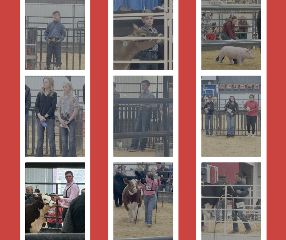 Hayes Hutchison with his Rabbits, Karli and Kailtyn Kolb with Ag Mechanics Projects, Corbin Gordon with  his Beef heifer,  Jack McDowell  with his Dairy Heifer, Holt Hutchison with his Rabbits, Brooke Grimm with her Beef Heifer, Madyson Davis with her Pig, Denise Toledo with her Chickens, and Jacob Koke with his Dairy Heifer