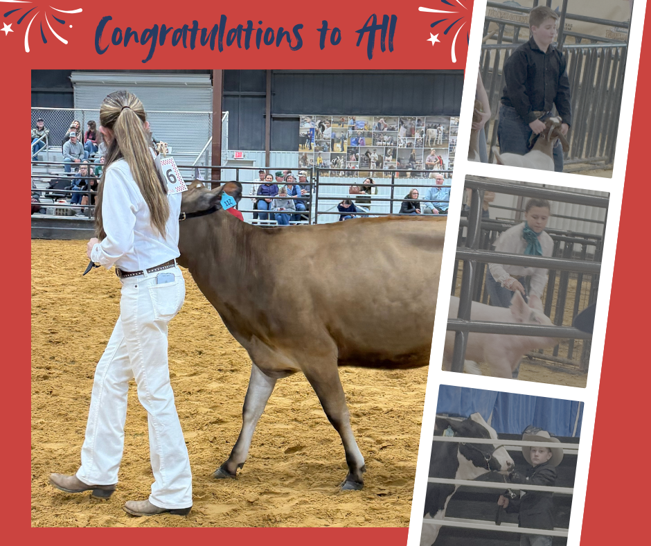 Elly McDowell with her Dairy Heifer, Parker Bright with his Goat, Emagine Fair with her Pig, and Connor Howle with his Dairy Heifer. 