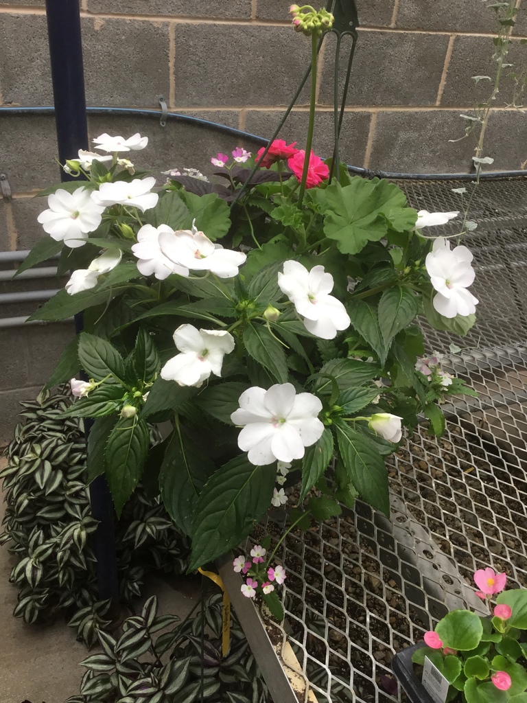 Horticulture