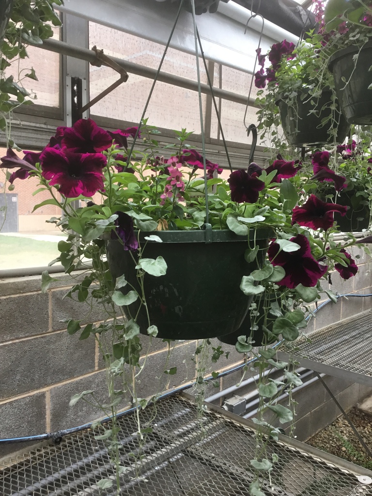 Horticulture