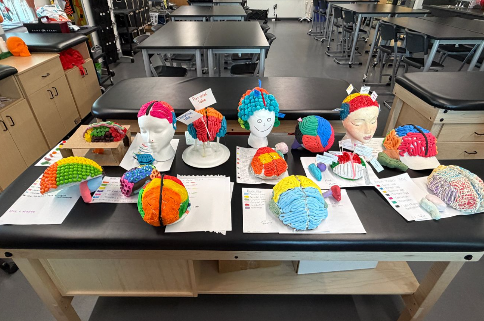 Sports Med A students are ending the nervous system with creating 3d brain models and dissecting sheep brains.