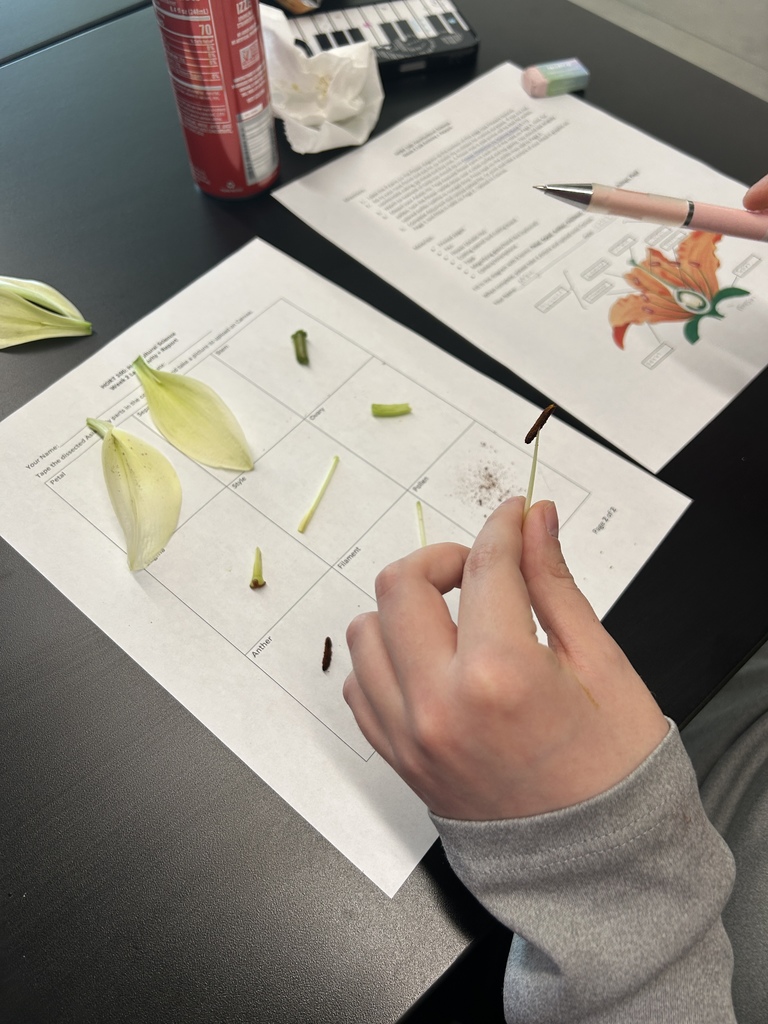 A student’s hands hold a dissected flower stamen above a worksheet labeled with flower parts like “Anther” and “Filament.” Dissected flower components are arranged in the chart. Another worksheet with a flower diagram is partially visible, along with a pink pen, drink can, and school supplies in the background.