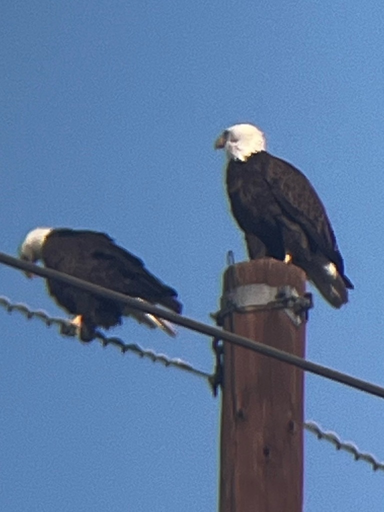 Two bald eagles perch on a wooden utility pole and overhead power line against a clear blue sky, captured during the outdoor field experience.