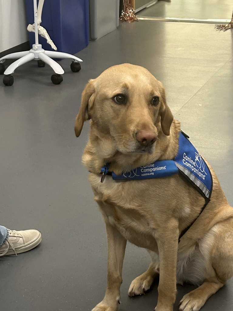 A yellow Labrador retriever sits on a classroom floor wearing a blue vest labeled “Canine Companions” and “Facility Dog.” The dog looks calmly to the side. In the background are classroom items including a rolling stand, trash bin, and part of a person’s shoe.