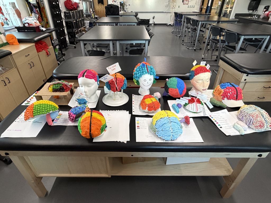 A classroom with desks and chairs. A table has various colorful brain models on it.