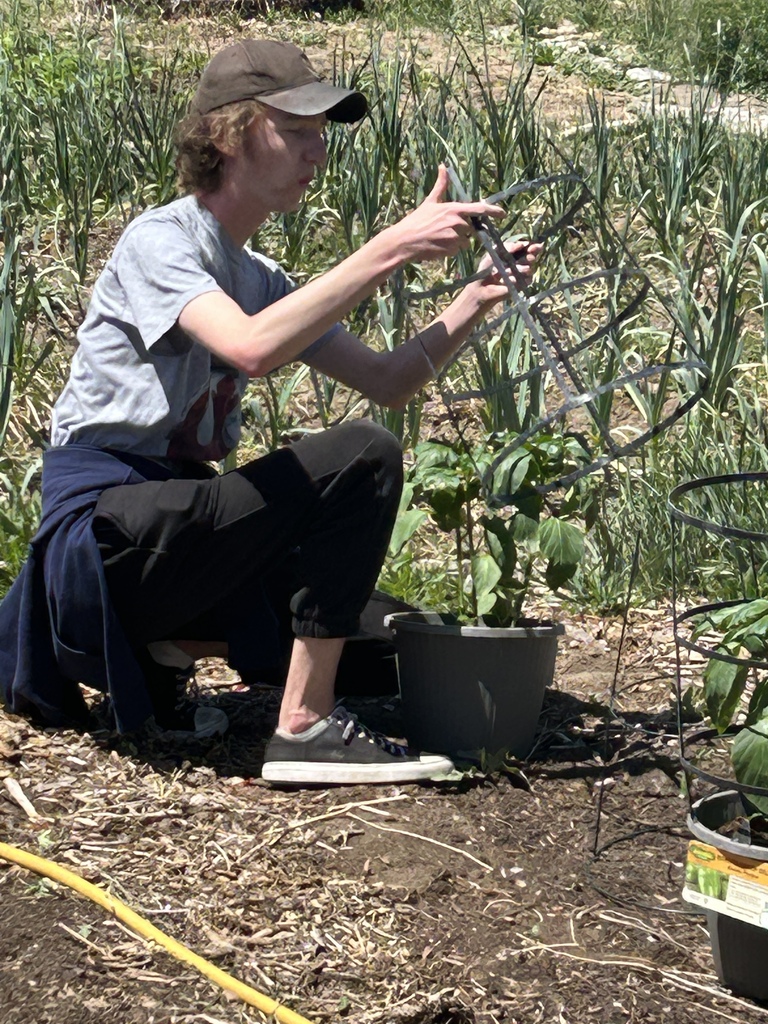 A person kneels in a garden, adjusting a metal frame around a plant. They wear casual clothing.
