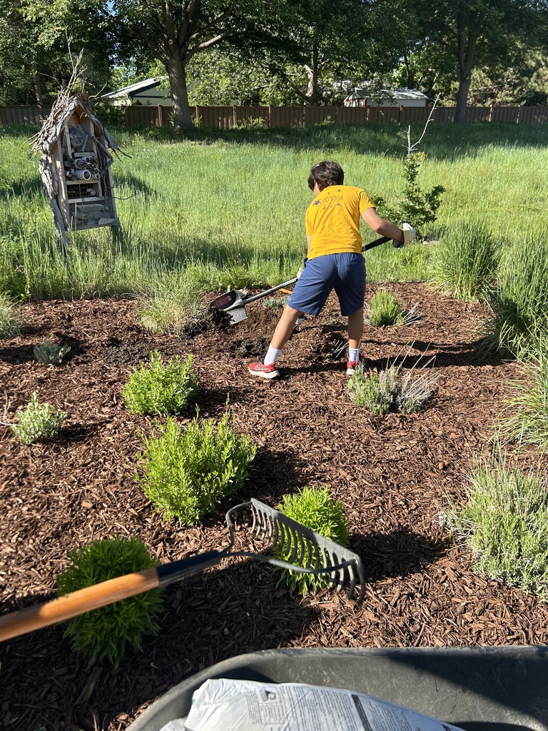 A person in a yellow shirt and blue shorts uses a rake in a garden with trees.