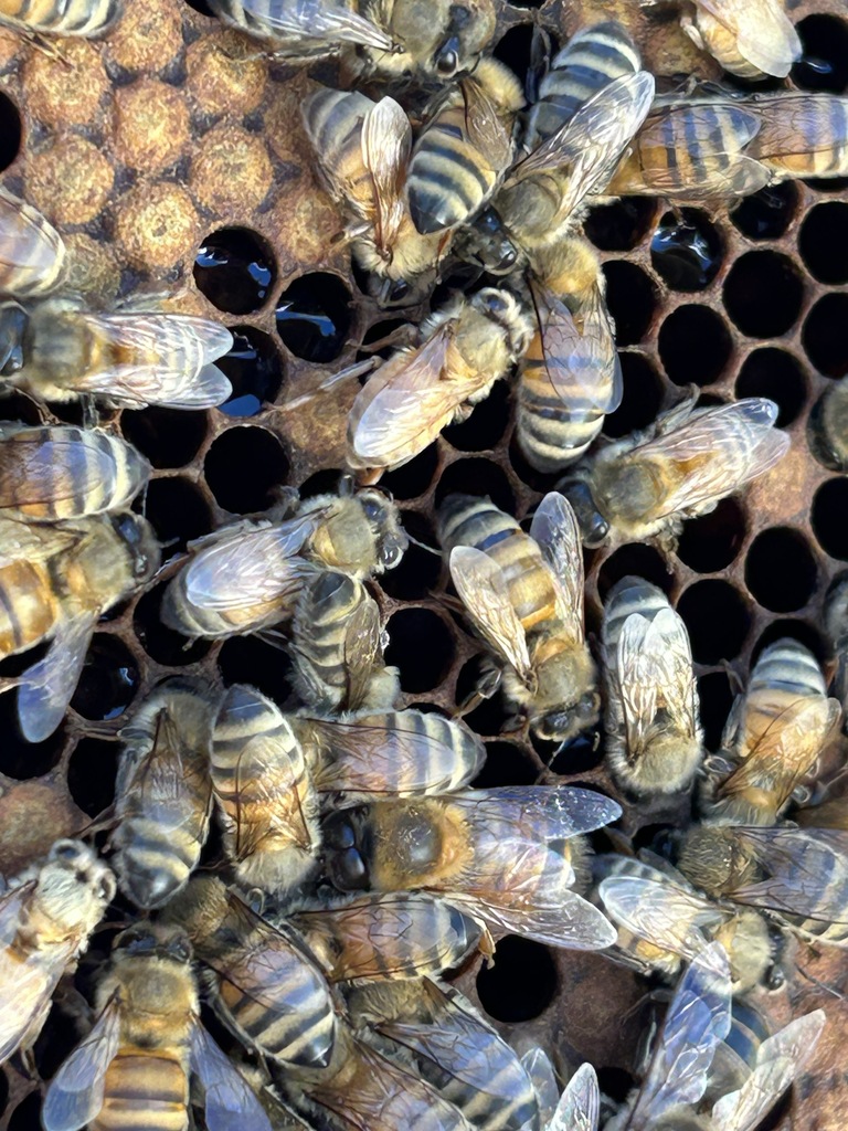 A close-up of a honeycomb, filled with many bees, all having striped bodies and wings.