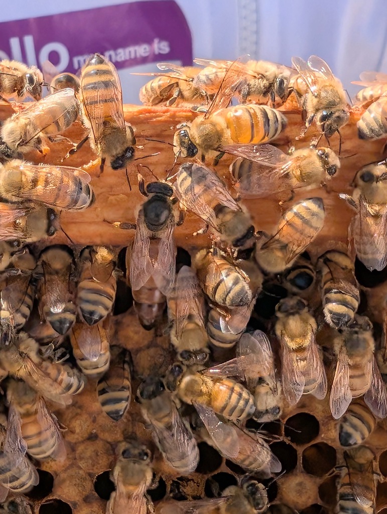 A close-up view of a wooden bee hive, with many bees clustered together, some on the edges.