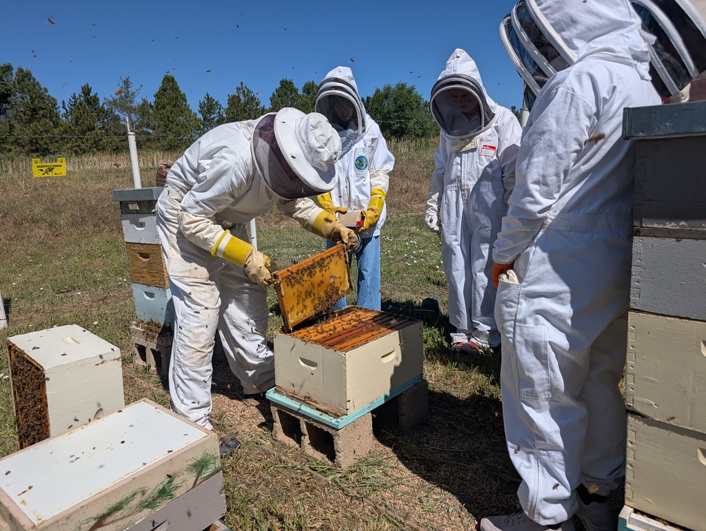 People in white protective suits and gloves examine a bee hive in an outdoor field.