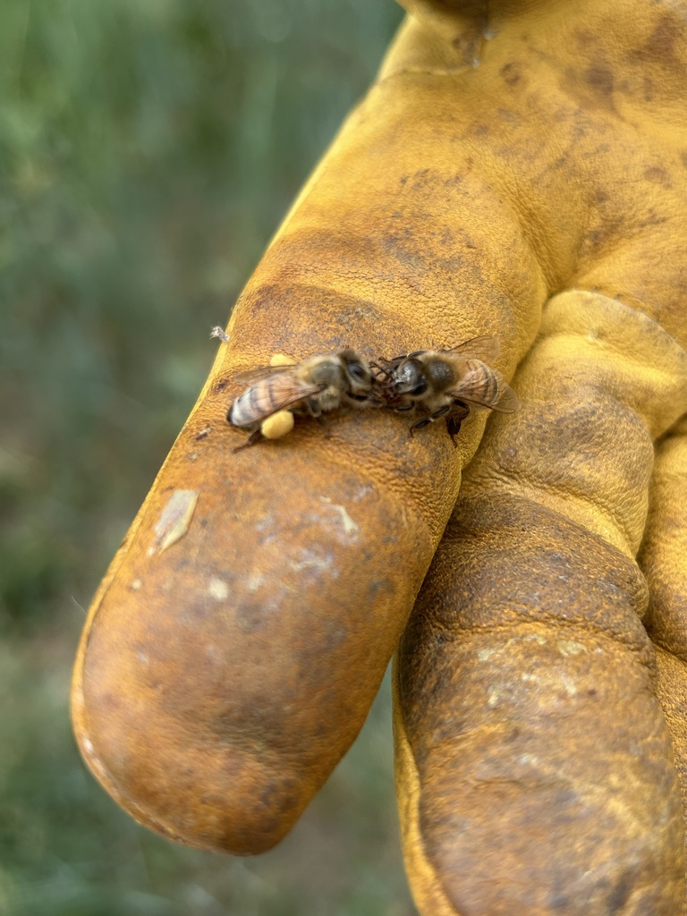 A close-up of a gloved hand holding two small insects with a blurred green background.