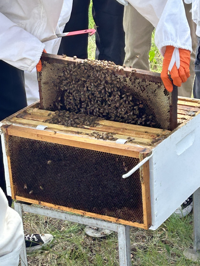 People wearing white coats and orange gloves are examining a beehive with bees on a wooden frame.