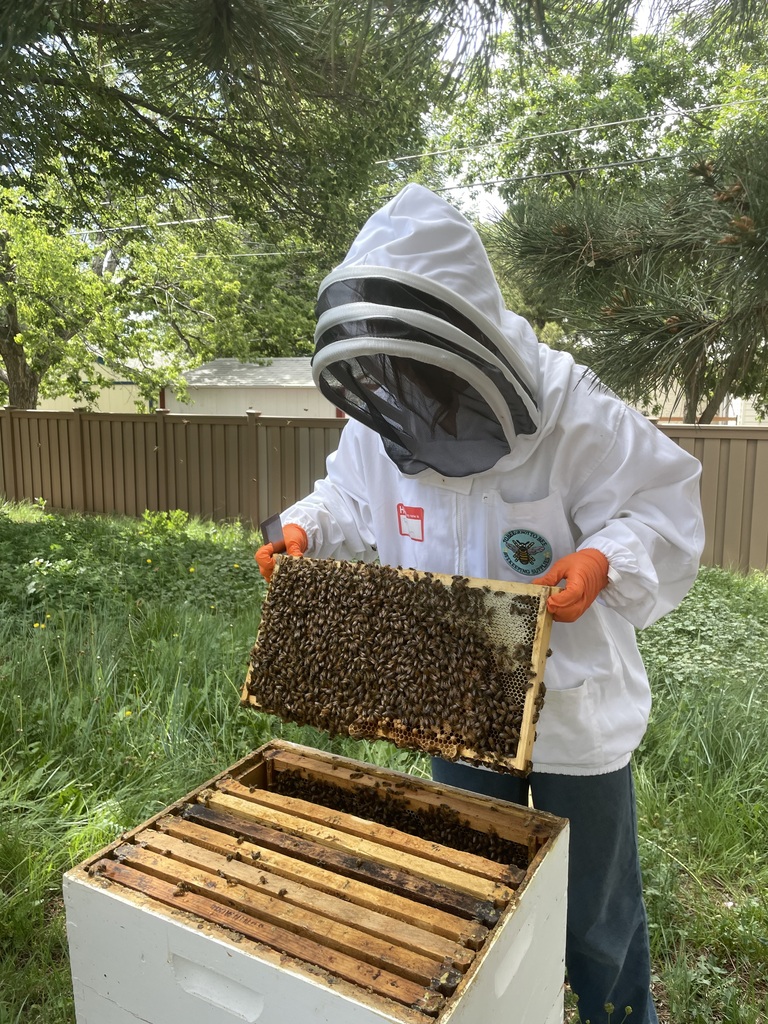 A beekeeper holds a wooden frame with bees in a backyard with a wooden fence.