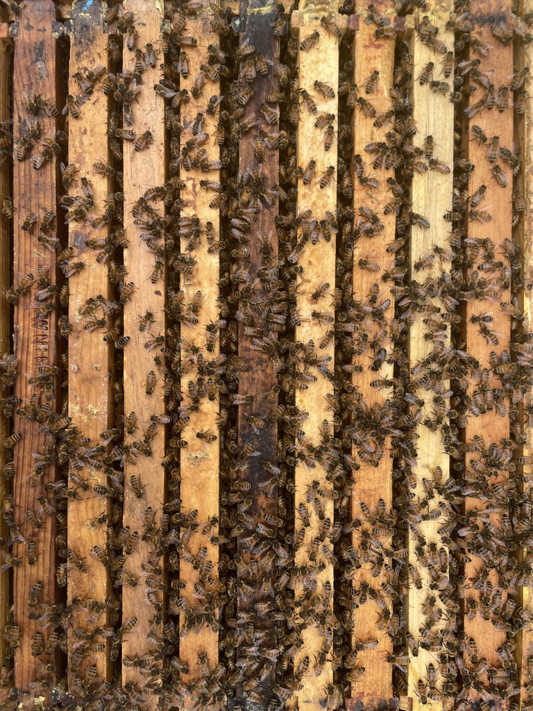 Wooden frame of a beehive filled with numerous bees, some on the surface and others inside.