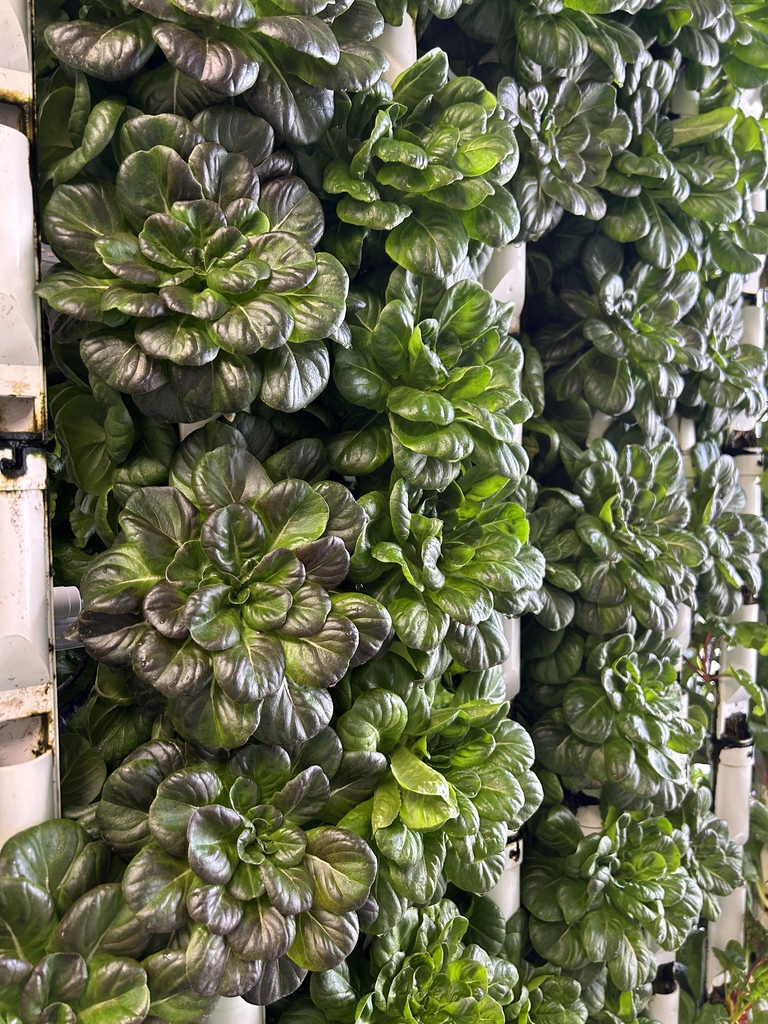 A vertical garden featuring multiple layers of green lettuce plants. The plants are supported by white tubes.