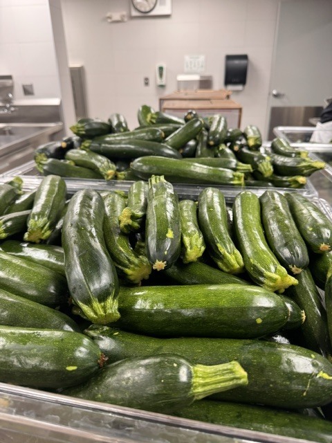 Clear kitchen prep bins overflowing with fresh, dark green zucchini ready for meal preparation.