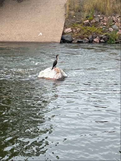  A single cormorant bird with a long neck and dark feathers stands perched on a rock in the middle of a flowing river. The water is a dark, murky color, and a concrete wall is visible on the riverbank in the background.