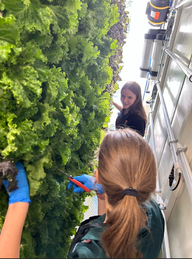  Two girls are standing on a narrow platform, harvesting leafy greens from tall vertical growing towers. One girl smiles while reaching for the plants, while the other uses small red scissors.