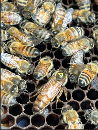 A close-up image of a honeybee queen (marked with a yellow dot on her thorax) surrounded by smaller worker bees on a dark honeycomb frame.