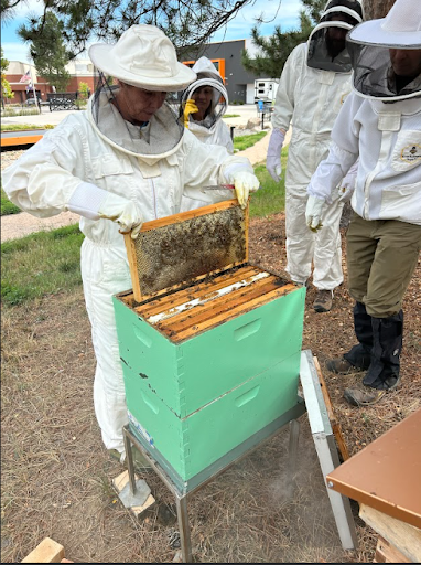 A beekeeper in a white suit and veil is carefully lifting a frame of honeycomb from a green beehive, with three other people in bee suits observing.