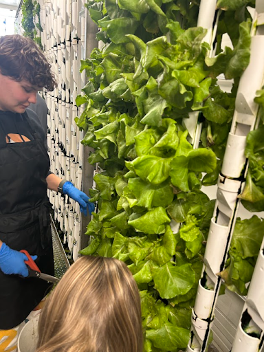 A person in a black apron and blue gloves is harvesting lettuce from a tall, vertical hydroponic farm system.