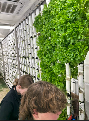  Two individuals are examining a lush, vertical hydroponic farming system, likely growing lettuce or other leafy greens in white pipes indoors.