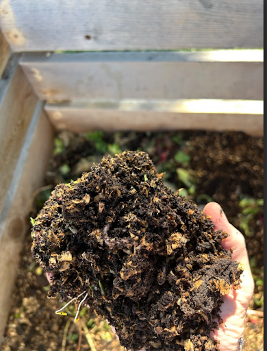  A person's hand is holding a handful of dark, rich soil, likely compost or vermicompost mixed with shredded bedding, over a raised garden bed, with at least one earthworm visible.