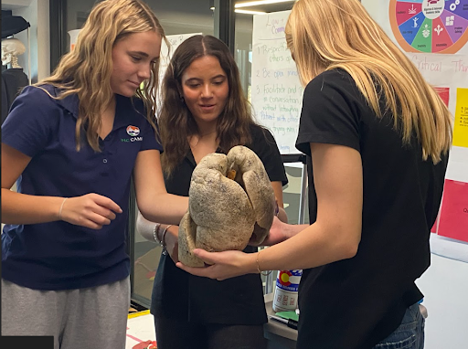 Three young women examining a preserved or realistic model of a pair of lungs, possibly in a health sciences class.