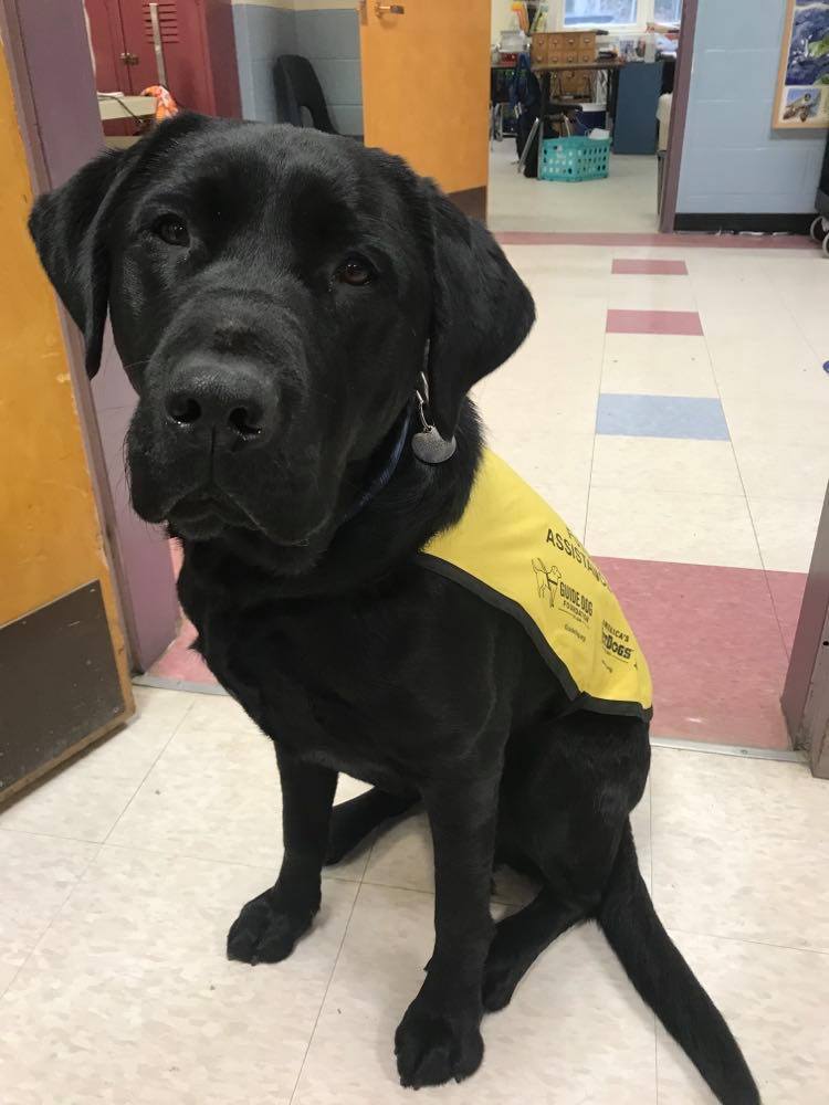 Zale the service dog