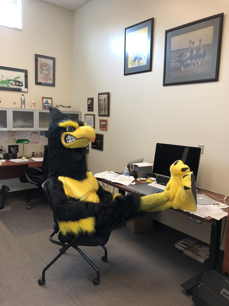 Herschel the hawk