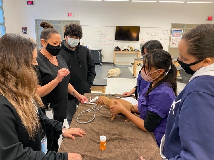 students examining puppy