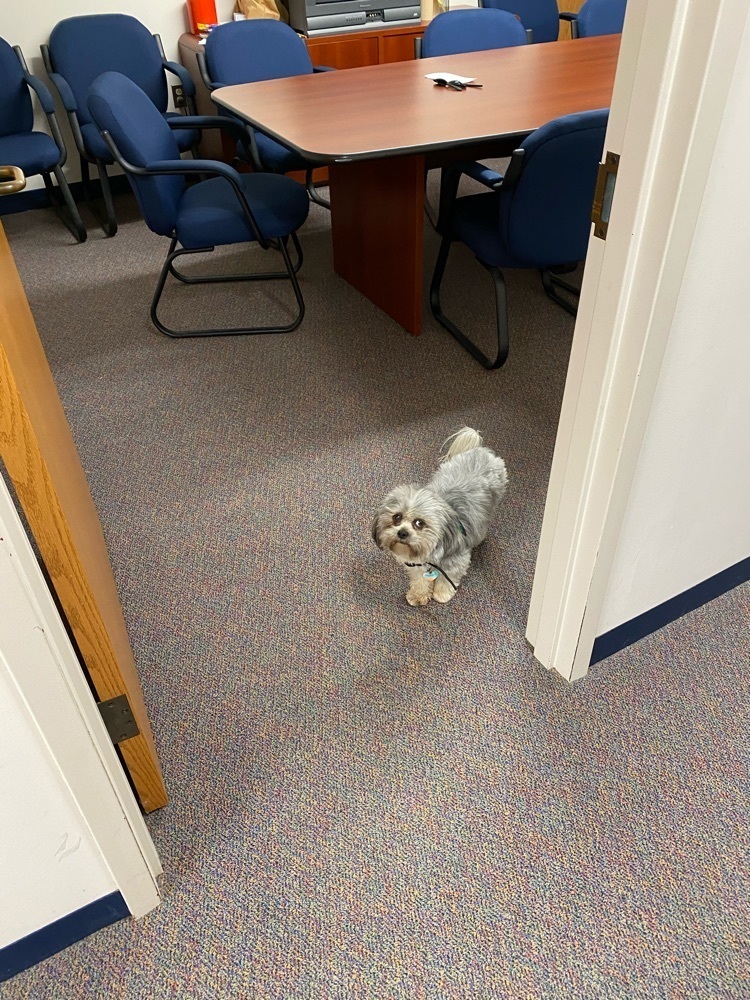 mojo in the house