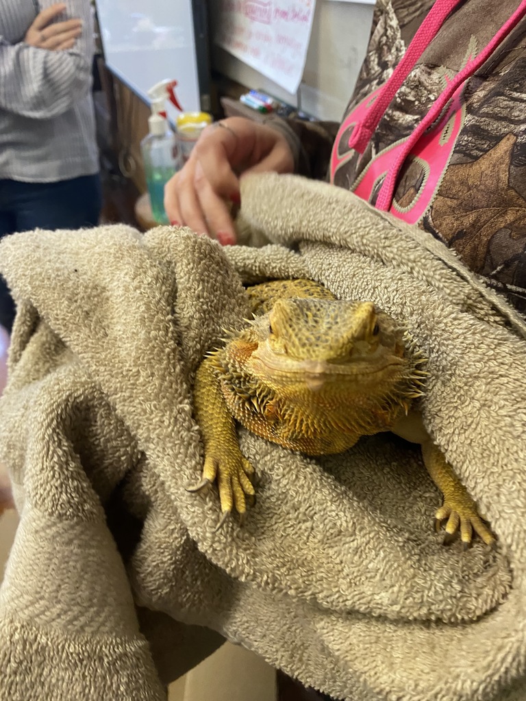 Bearded dragon