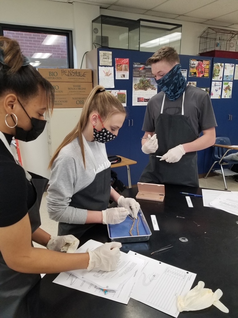 Worm Dissection
